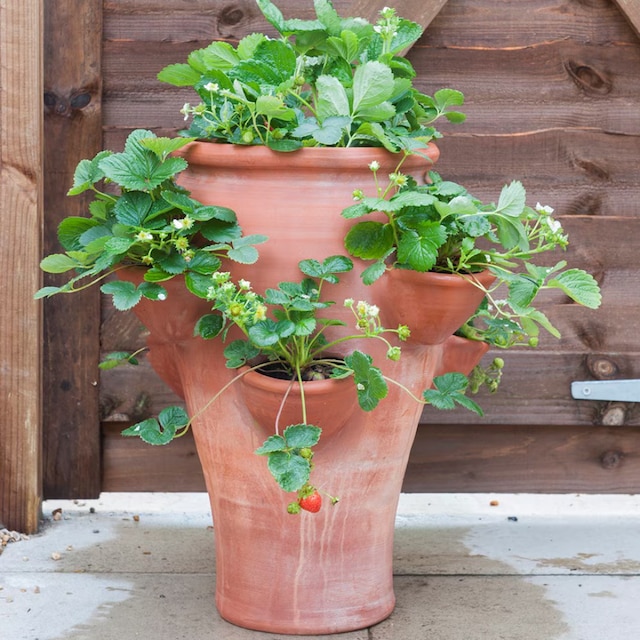Terracotta strawberry planter on patio