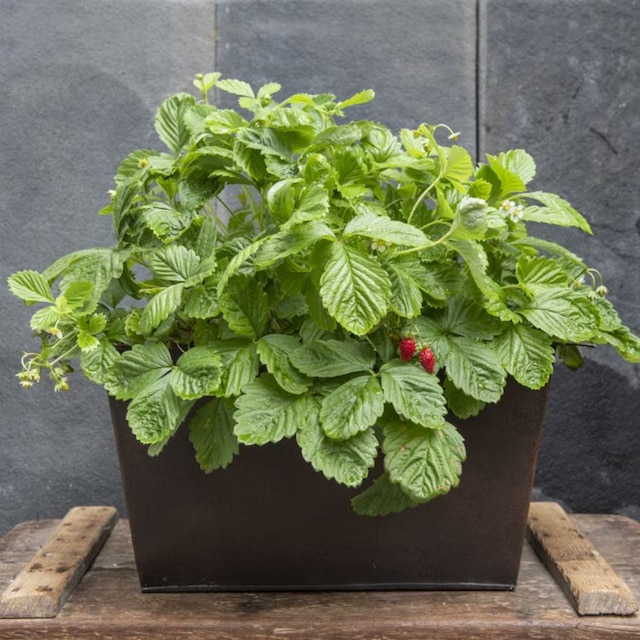 Plant trough with strawberries