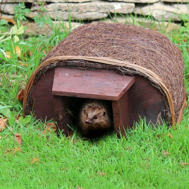 Hedgehog house 