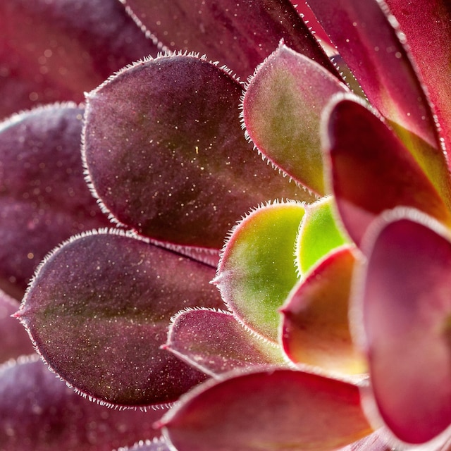  Aeonium arboreum
