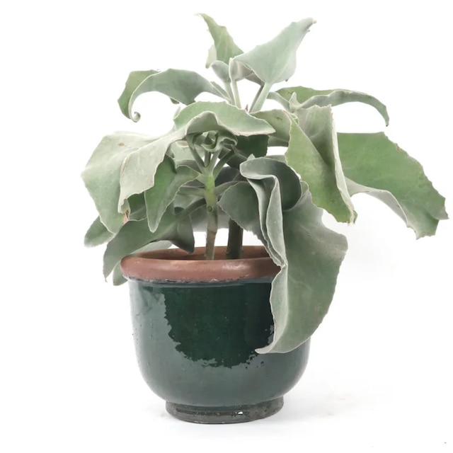 Kalanchoe beharensis
