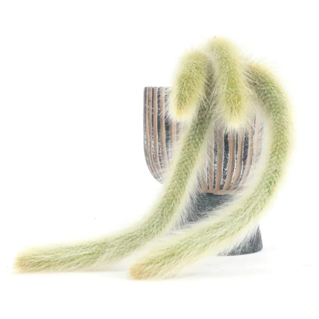 Cleistocactus colademononis