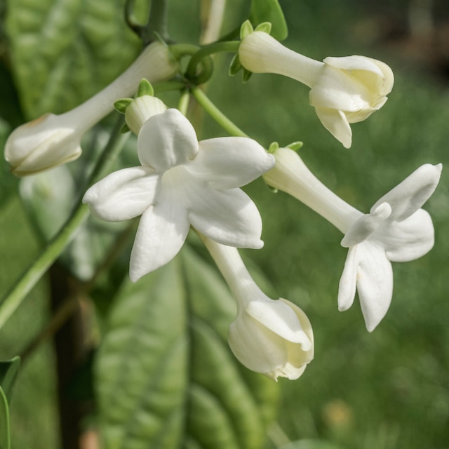 Stephantois floribunda