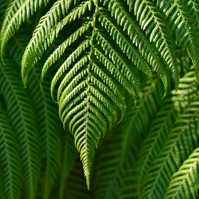 Dicksonia antarctica