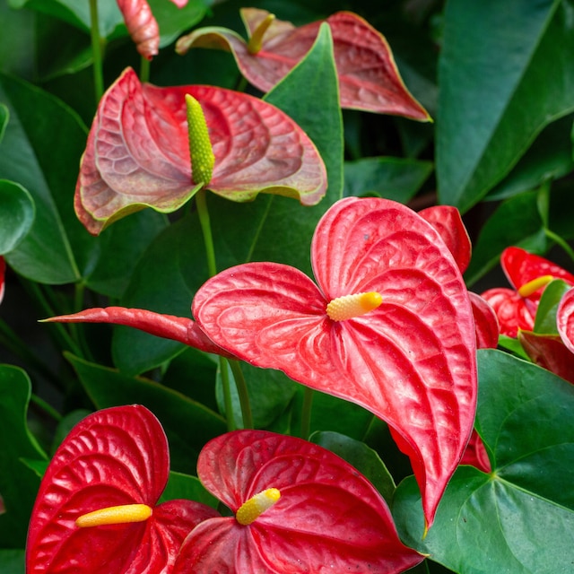 Anthurium