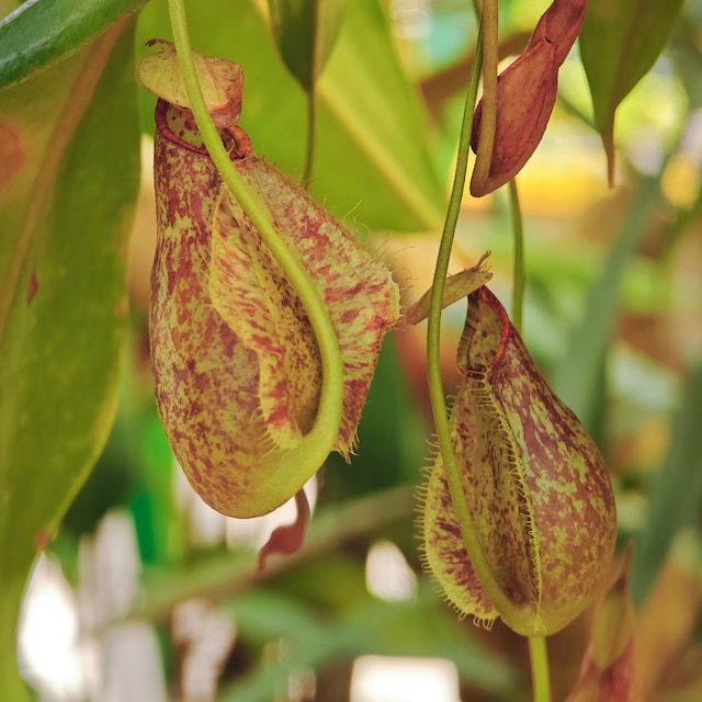 Nepenthes