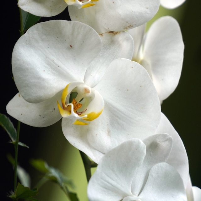 Phalaenopsis orchids