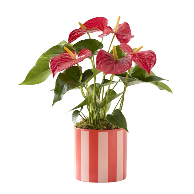 Anthurium in a pink and red ceramic pot 