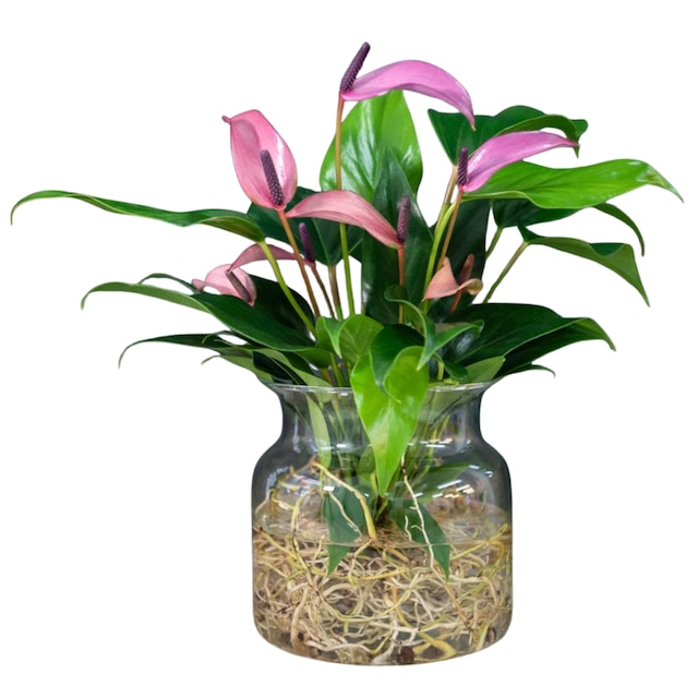 Anthurium aqua in sierglass