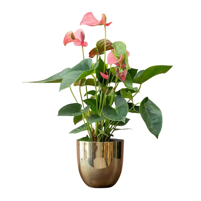 Anthurium 'Pink Champion'