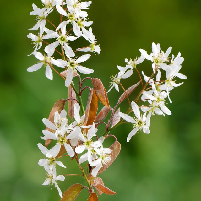 Amelanchier