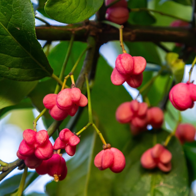 Euonymus europaeus