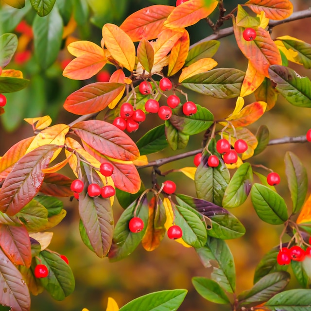 Crataegus persimilis 'Prunifolia Splendens'