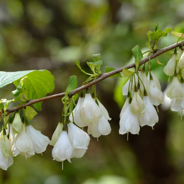 Halesia carolina