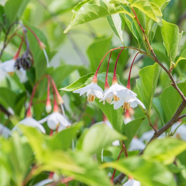 Styrax japonicus