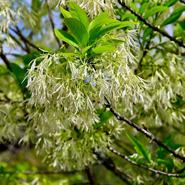 Chionanthus virginicus