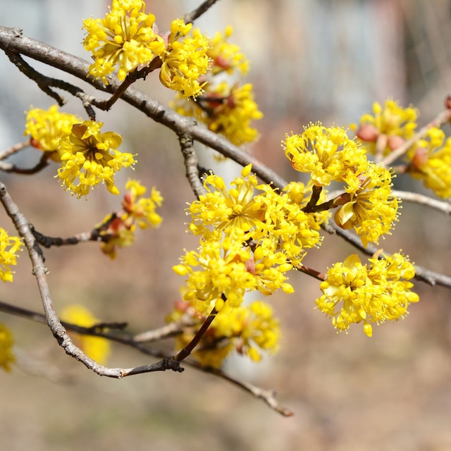 Cornus mas