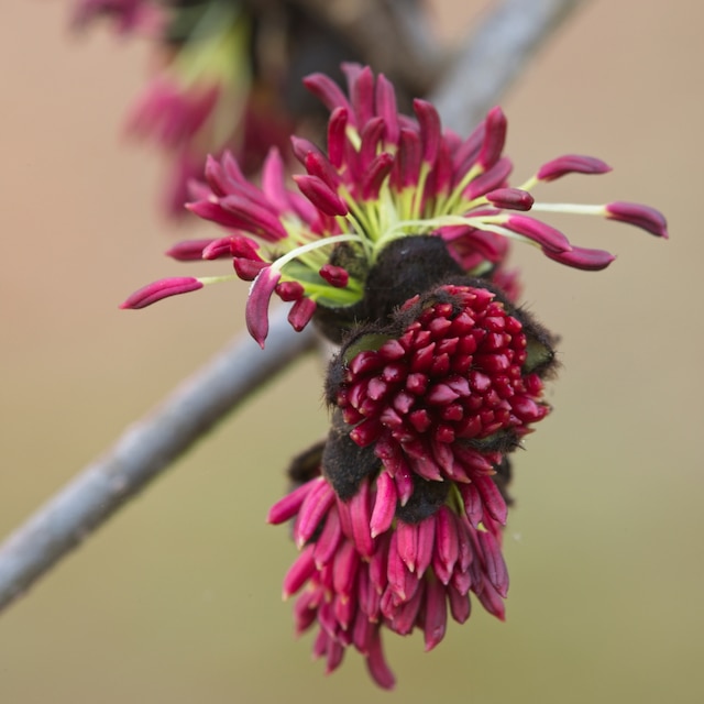 Parrotia persica