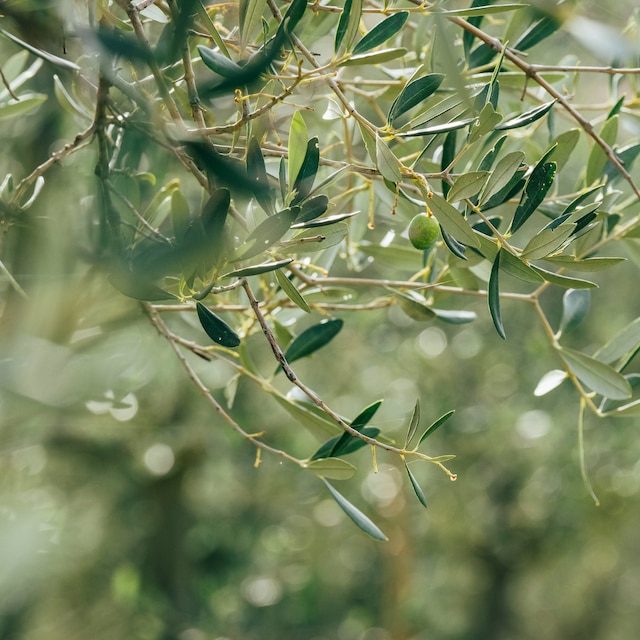 Alone green olive on the olive tree branch with unfocused blurred background with green foliage 