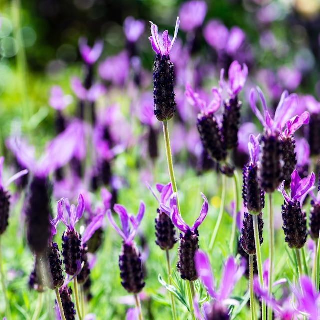 Lavandula pedunculata