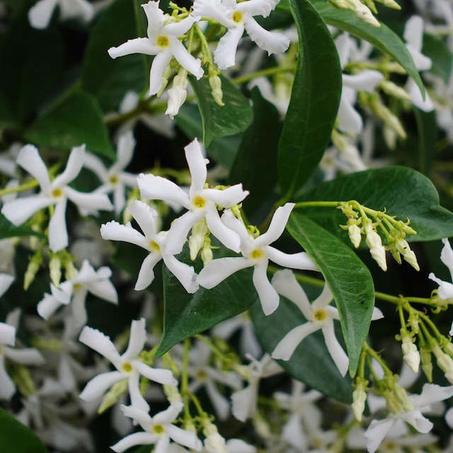 Trachelospermum jasminoides