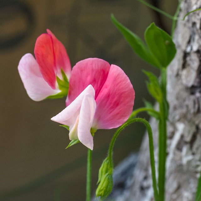 Lathyrus odoratus 'Painted Lady'