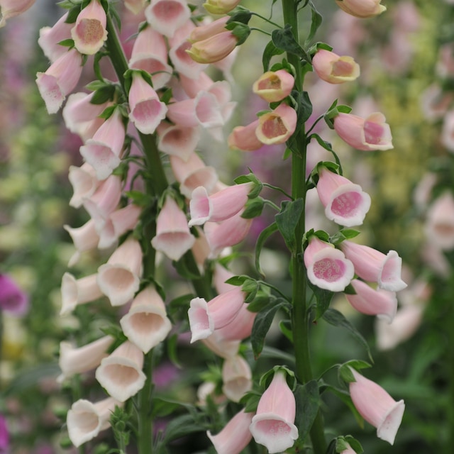 Pink common foxglove (Digitalis purpurea) Sutton's Apricot