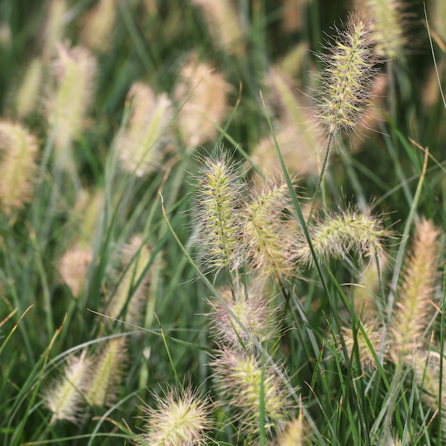 Pennisetum alopecuroides 'Little Bunny'
