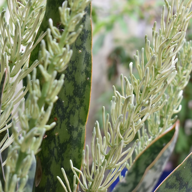 Sansevieria