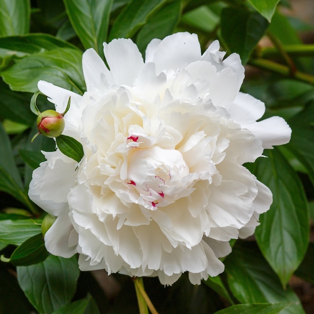 Paeonia lactiflora 'Festiva Maxima'