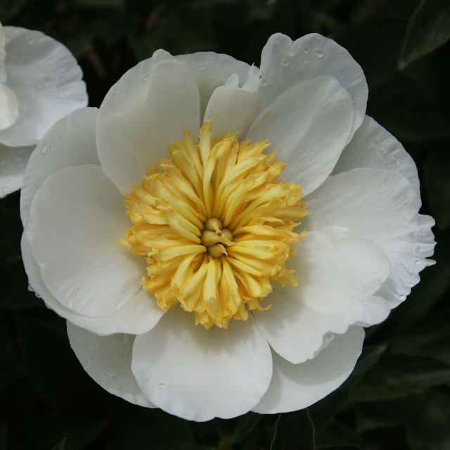 Paeonia lactiflora 'Krinkled White'