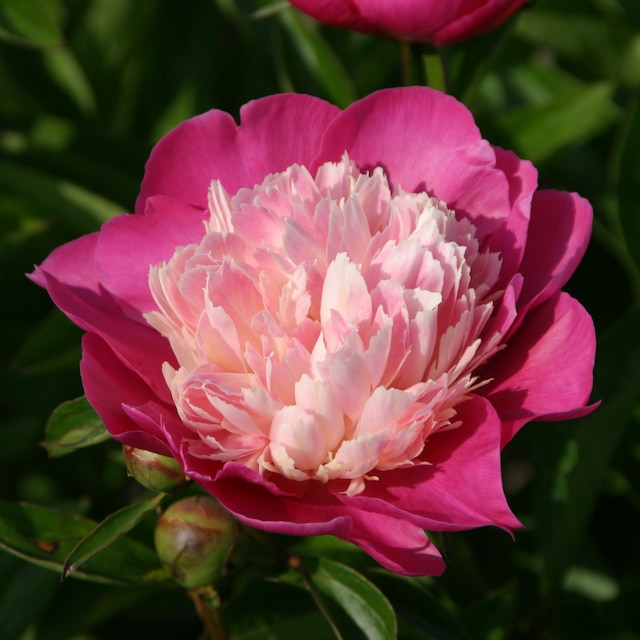 Paeonia lactiflora 'Gay Paree' 