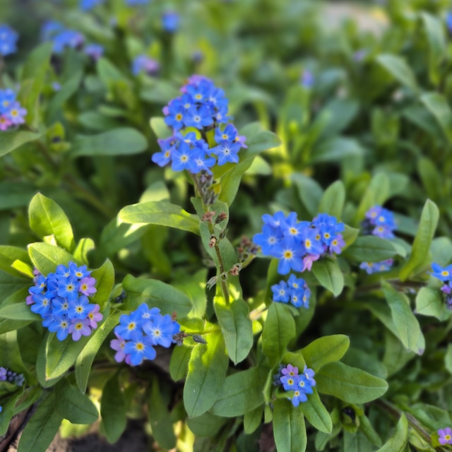 Forget-me-nots