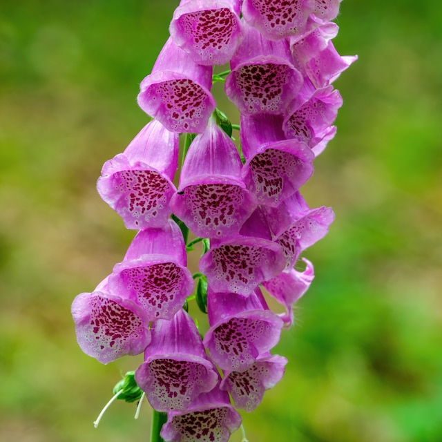 Digitalis pupurea