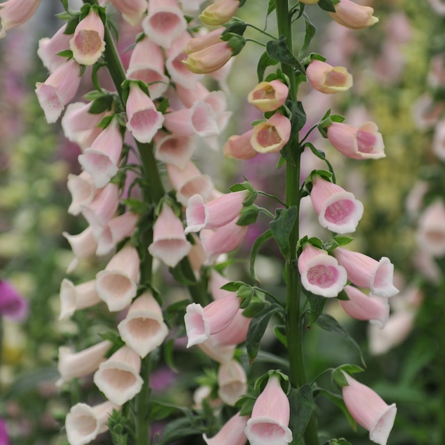 Digitalis purpurea 'Sutton's Apricot'