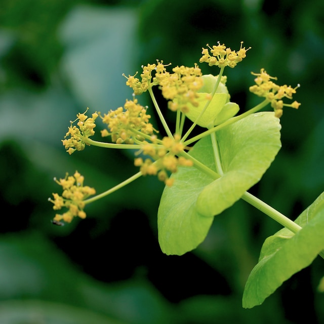 Smyrnium perfoliatum
