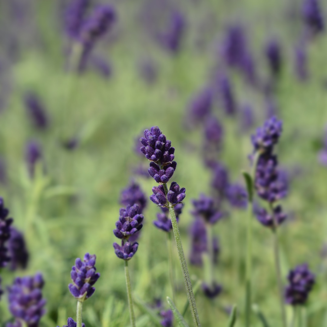 English lavender Hidcote - Latin name - Lavandula angustifolia Hidcote