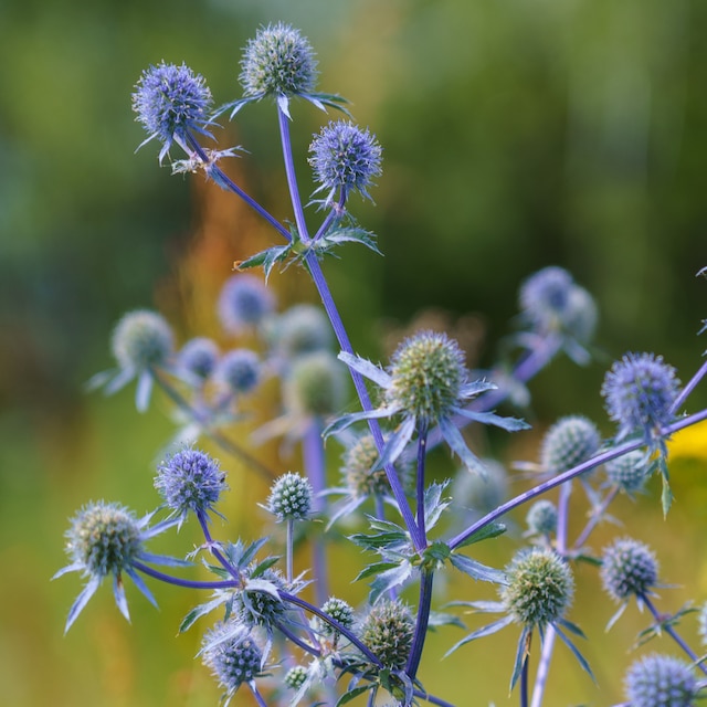 Eryngium officinale, blue-headed field flower on a sunny summer day in the field, selective focus