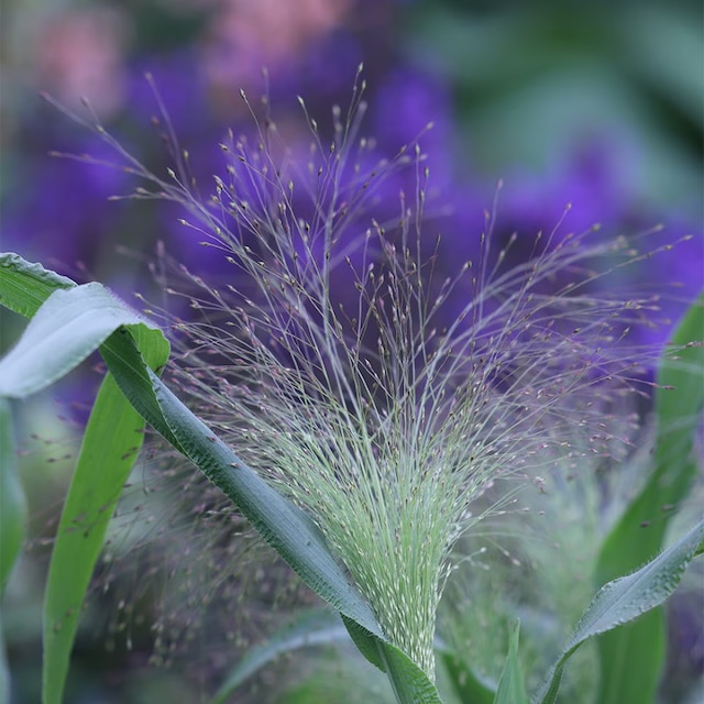 Panicum capillare 'Sparkling Fountain'