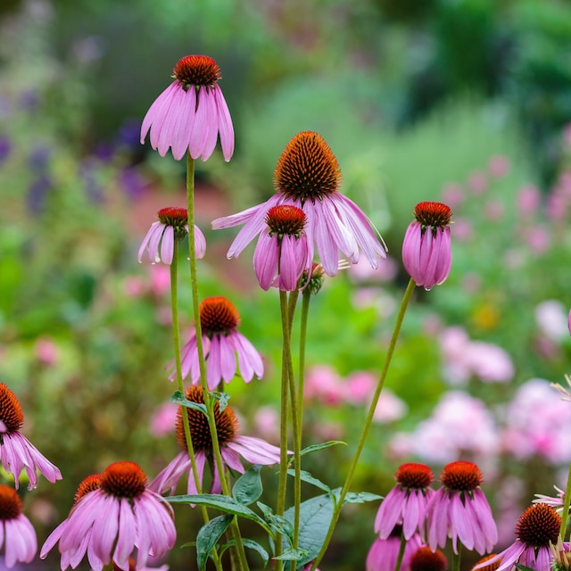 Echinacea purpurea ( Latin Echinacea purpurea ) is a perennial plant of the Asteraceae family