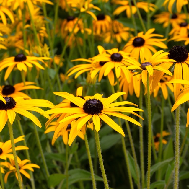 Rudbeckia fulgida var. deamii