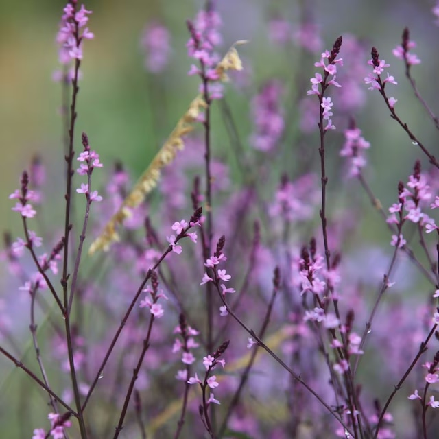 Verbena officinalis var. grandiflora 'Bampton' 