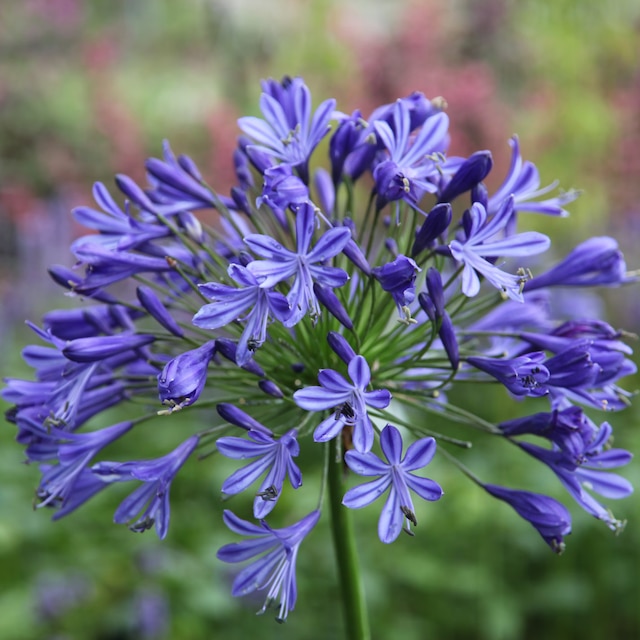 Agapanthus 'Headbourne hybrids'