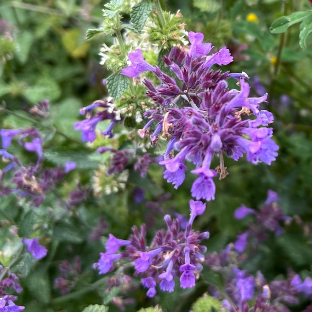 Nepeta racemosa 'Walker's Low' (Catnip) flowering in the summer