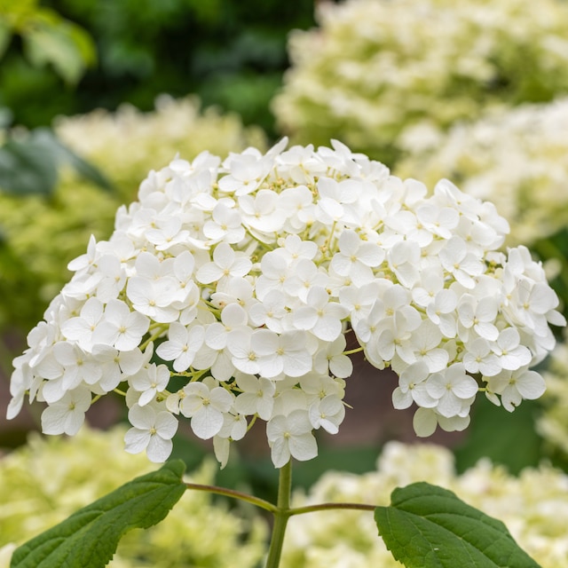 Close up of single bloom of pure white mophead Hydrangea 'Annabelle'. Leaves and Hydrangea blossom blurred in the background.