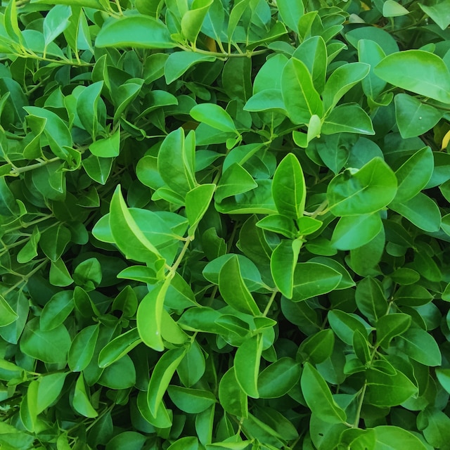 Griselinia littoralis