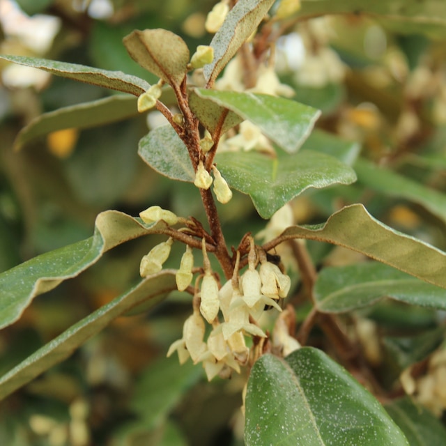Elaeagnus × ebbingei