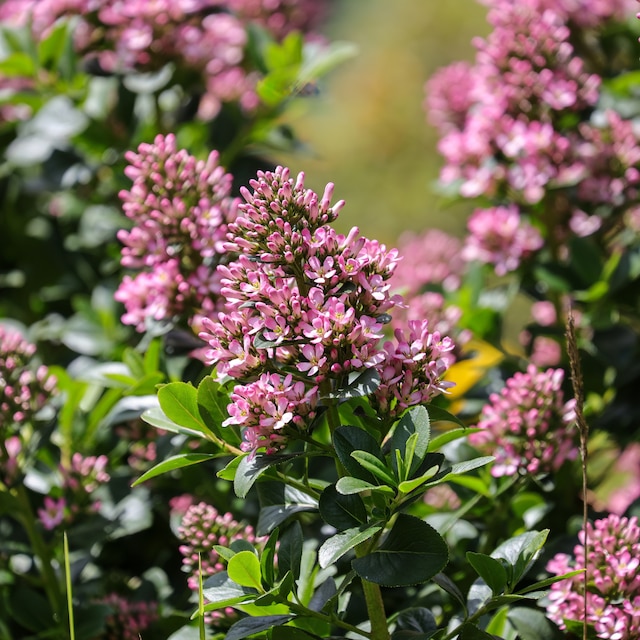 Escallonia