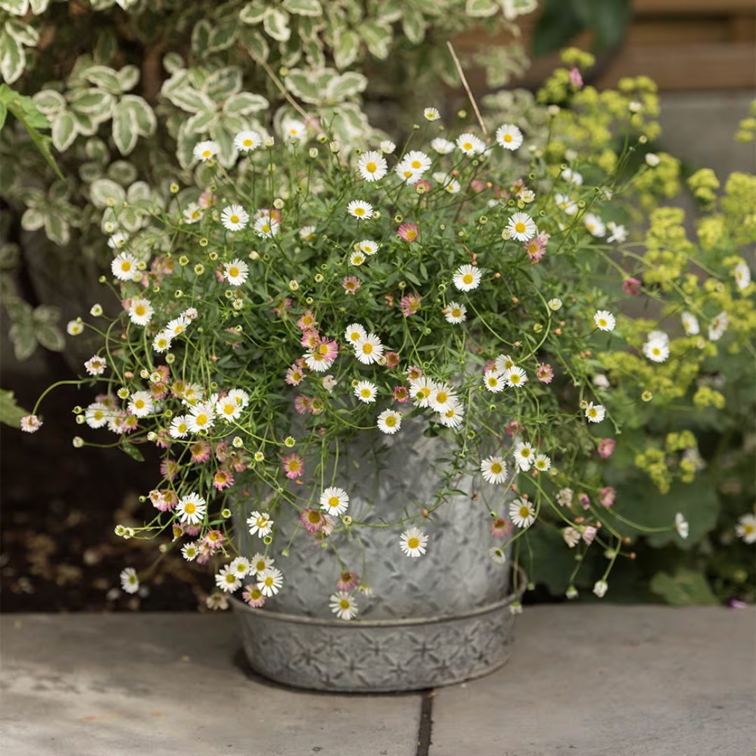 Erigeron karvinskianus 