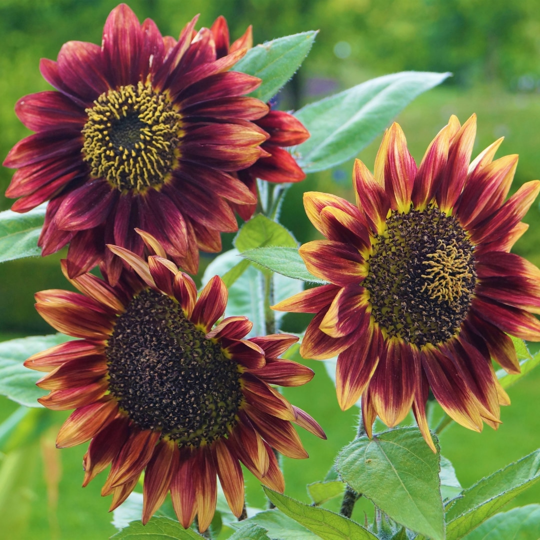 Sunflower 'Moulin Rouge'